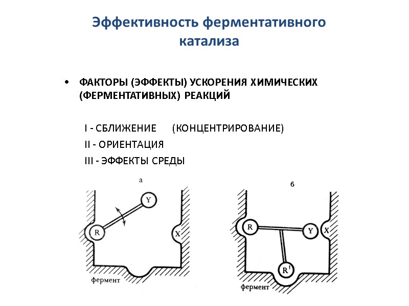 Эффективность ферментативного катализа ФАКТОРЫ (ЭФФЕКТЫ) УСКОРЕНИЯ ХИМИЧЕСКИХ (ФЕРМЕНТАТИВНЫХ) РЕАКЦИЙ  I - СБЛИЖЕНИЕ 